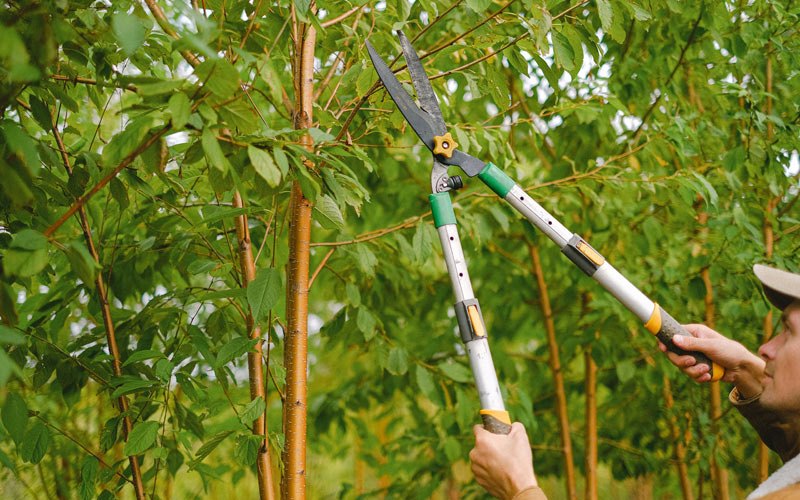 Tree trimming in Penuelas, PR